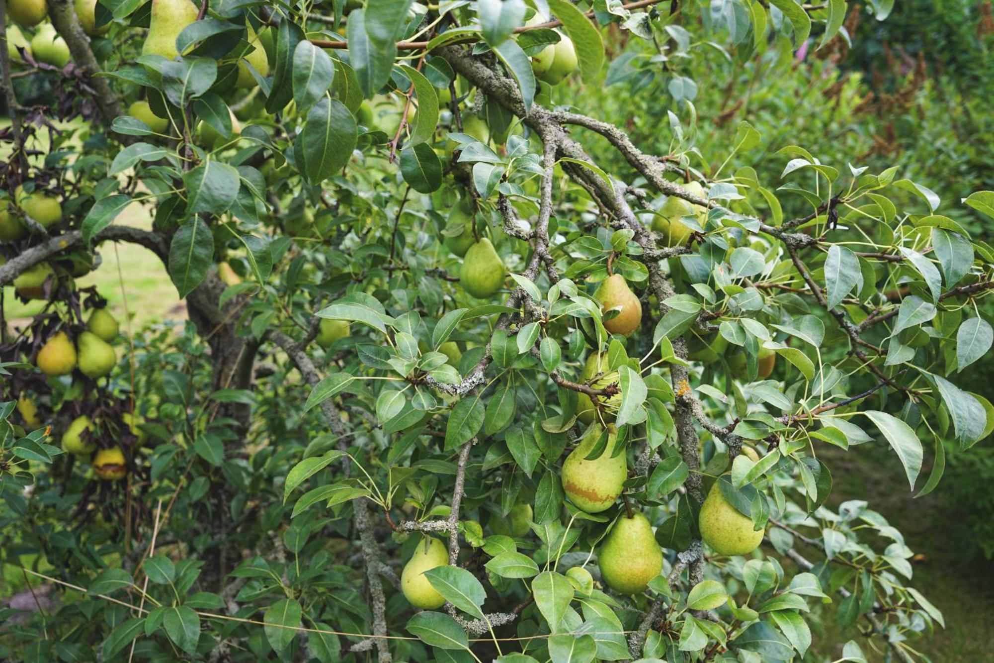 Slube An Den Teichen Hoher Flaeming Rottstock Εξωτερικό φωτογραφία